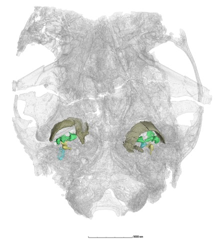 Hearing from our Cretaceous ancestors: a remarkable fossil